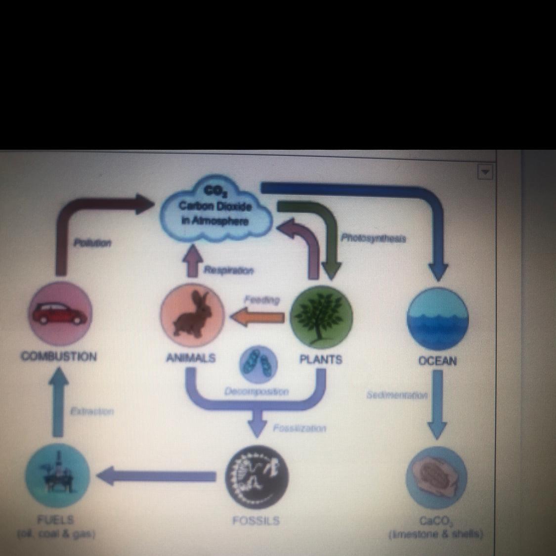 What is the relationship between combustion and plants? (Using the picture)HELP ILL MARK YOU BRAINLIEST