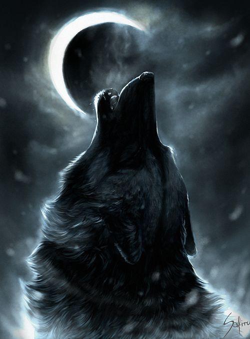 cool wolf pics part 1