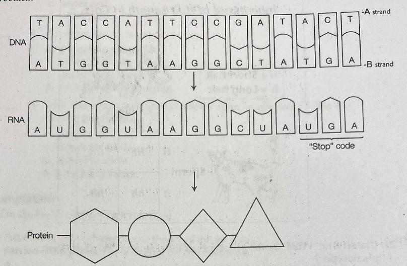 which strand of the DNA molecule A or B was used to produce the messenger RNA?