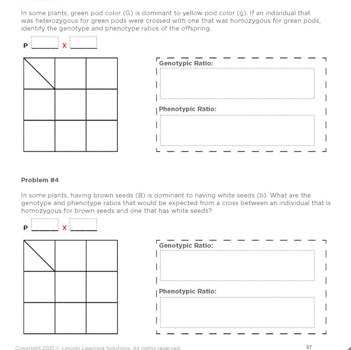 solving monohybrid problems. please fill out the two worksheets!!! :)
