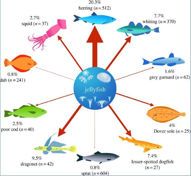 It was believed for a long time that Jellyfish were a trophic dead end and that no organisms utilized