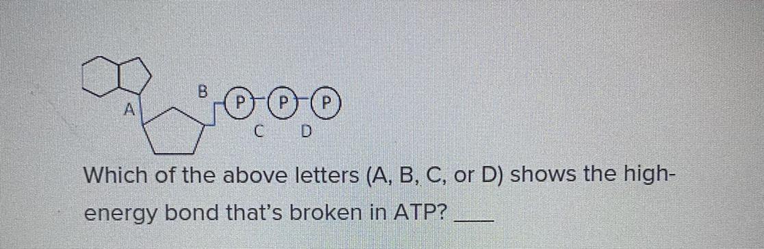 Which Of The Above Letters (A,B,C, Or D) Shows The High-energy Bond Thats Broken In ATP??