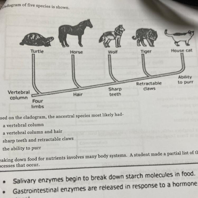 cles is shown.TurtleTigerHouse catAbilityto purrRetractableclawsiento involves many body systems. A student