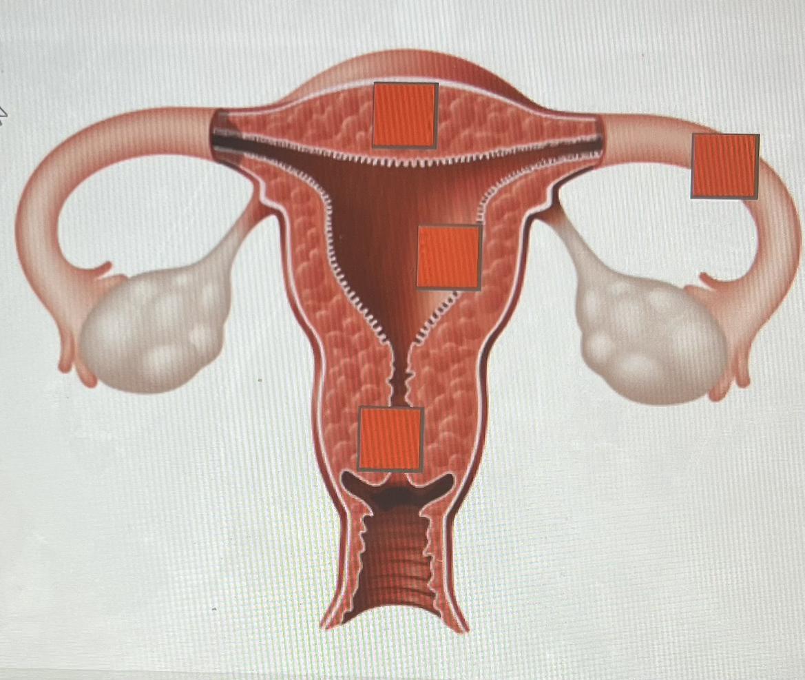 which part of the female reproductive system sheds during the menstrual cycle