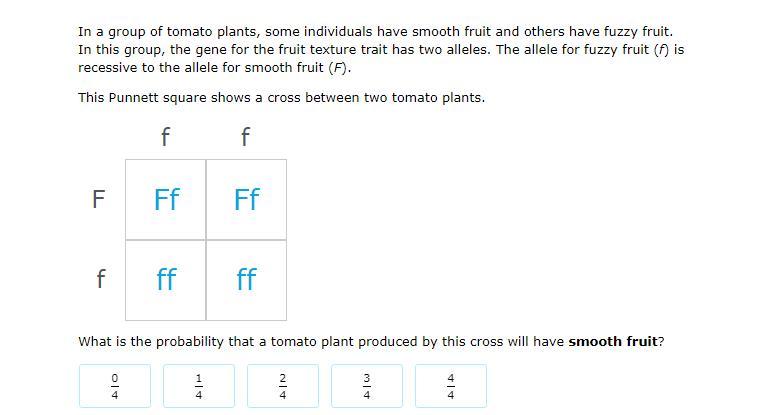 What is the probability that a tomato plant produced by this cross will have smooth fruit?