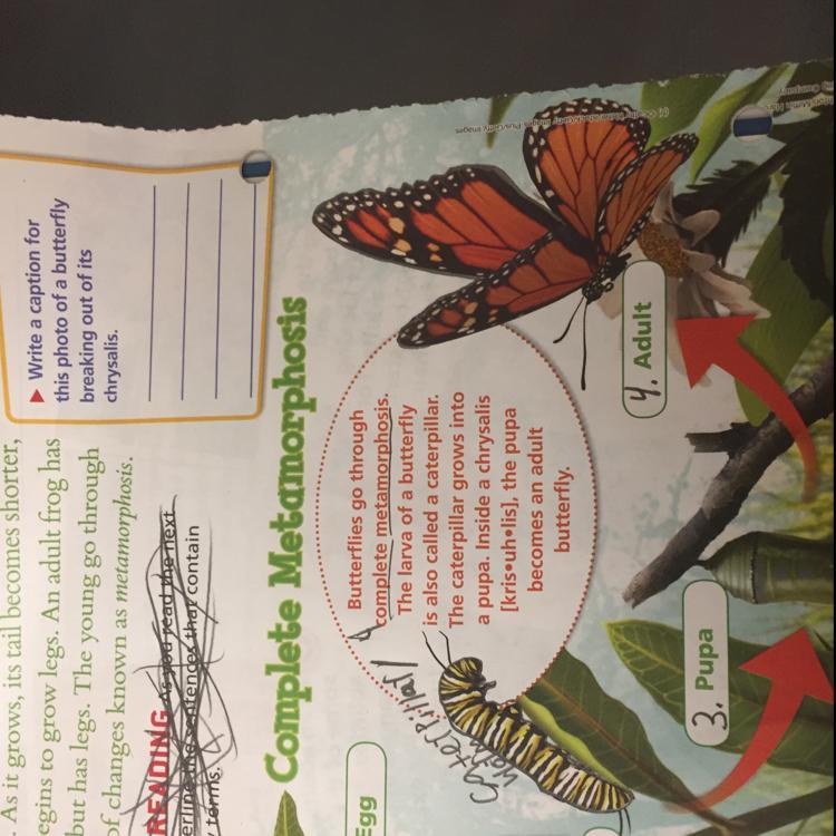 Help plzzZZZZ I really need help with this 