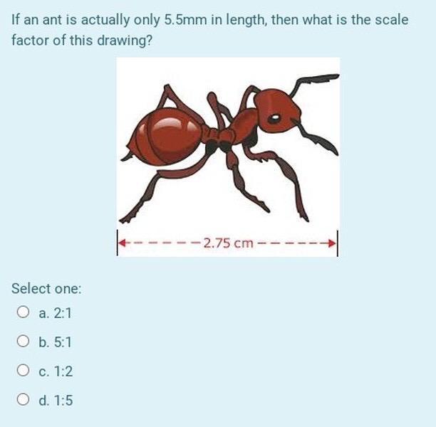 if an ant is is actually only 5.5mm in length, then what is the scale factor of this drawing?