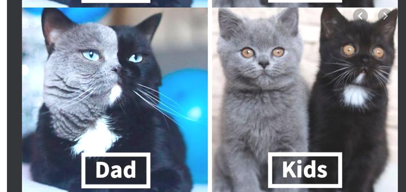 The picture shows a kitten, along with its parents.Why does the kitten appear to be different from either