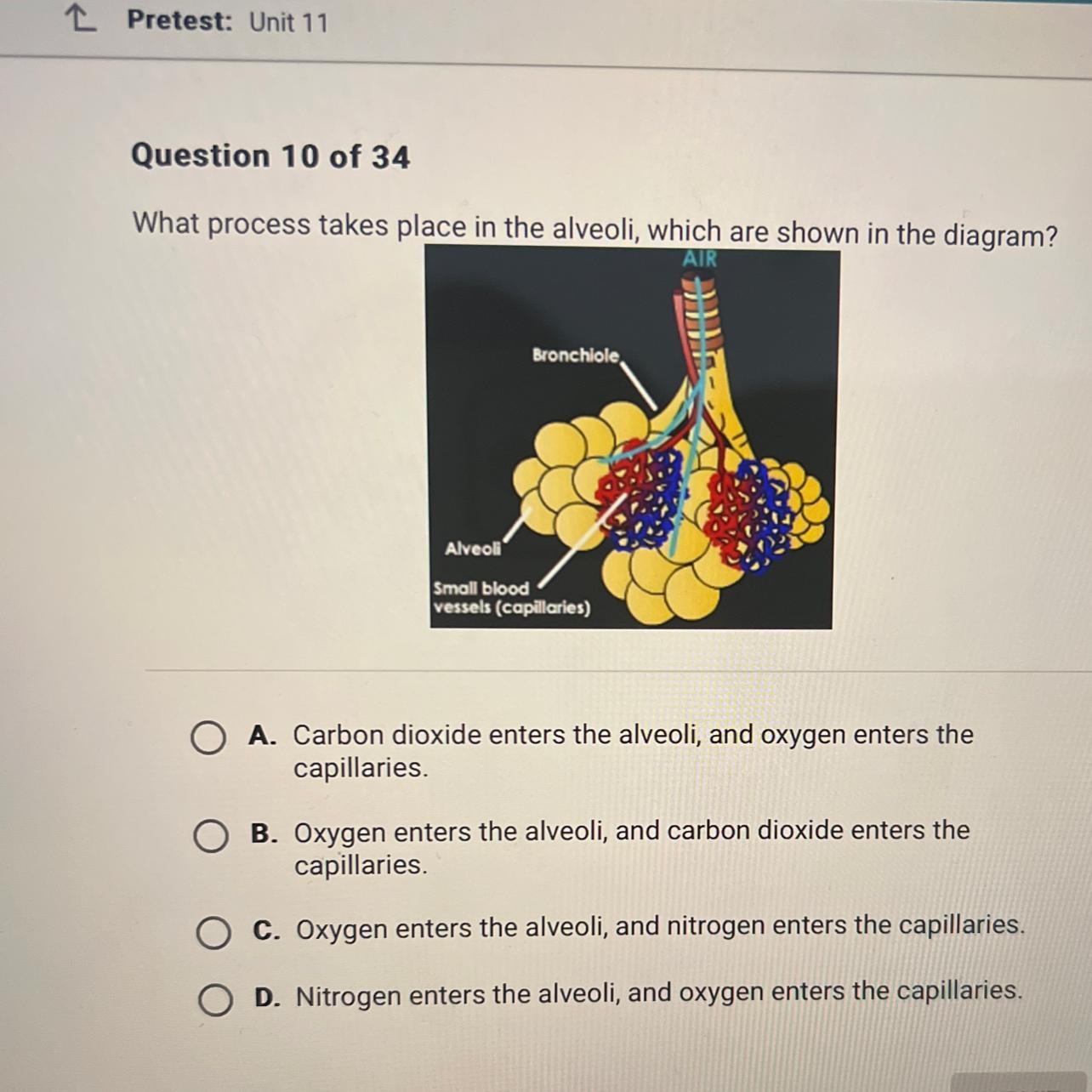 Question 10 of 34What process takes place in the alveoli, which are shown in the diagram?BronchioleAlveolSmall