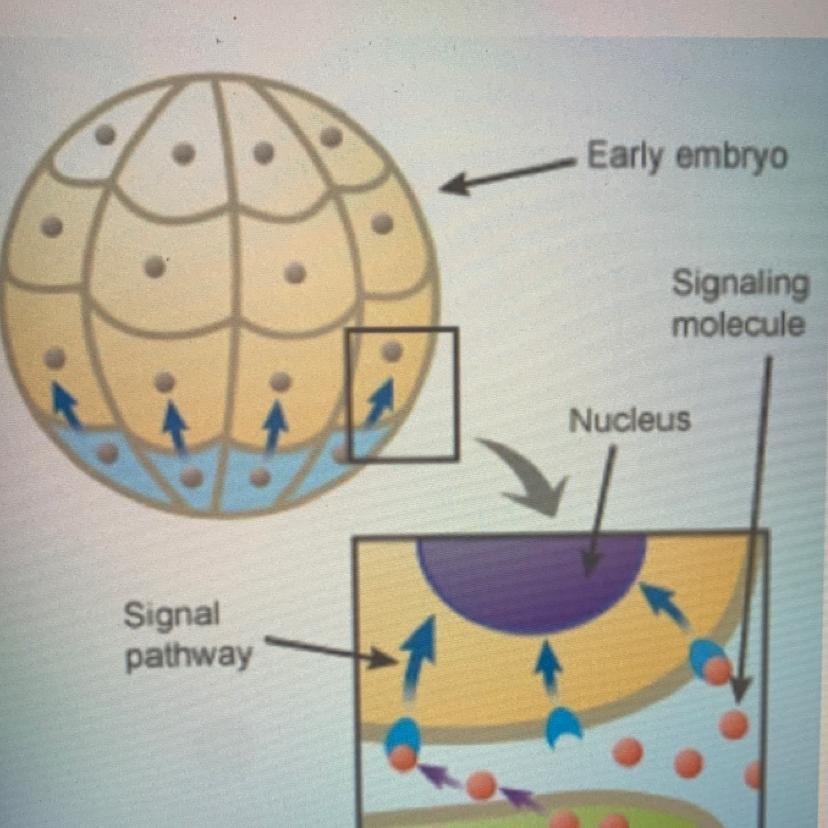 Below Is A Diagram Illustrating How Cells At The Bottom Of The Early Embryo Are Releasing Chemicals To