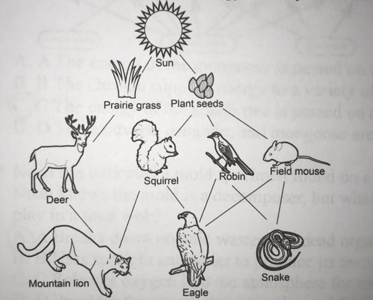 A Food Web Diagram Is Provided. Based On The Diagram, Which Three Consumers All Get Their Energy Directly