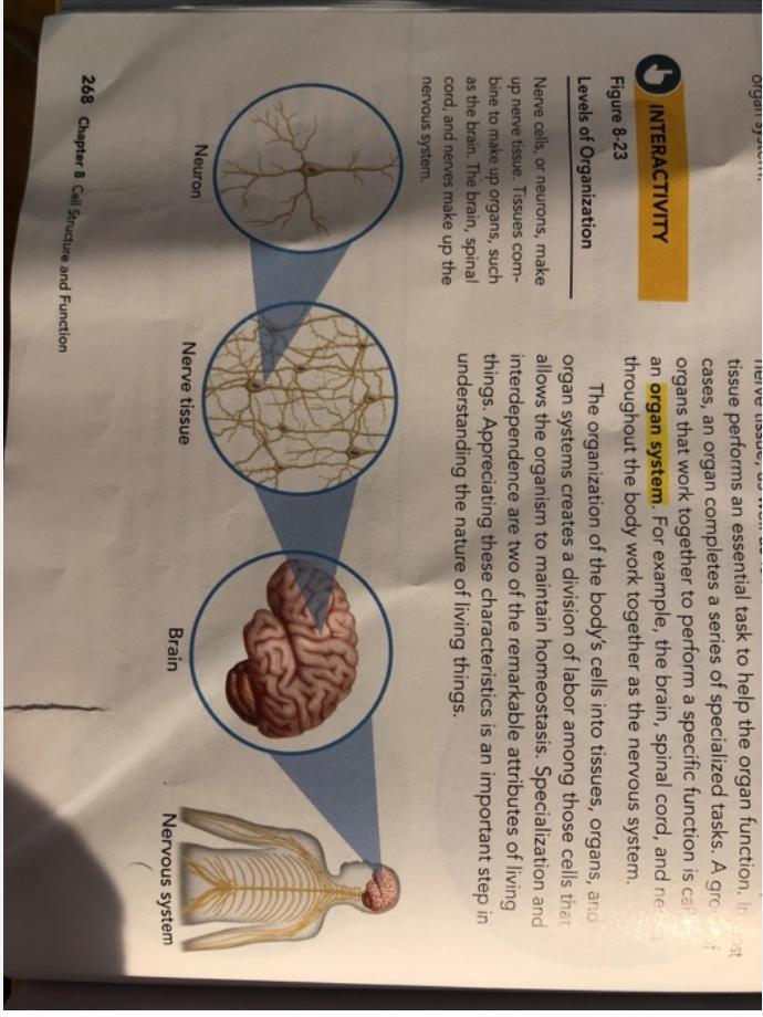 review figure 8-23. How well does the diagram represent the levels of organization of molecular organisms?