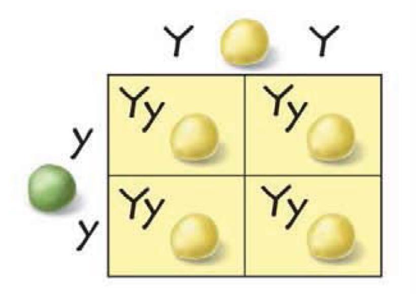 the punnett square below shows a cross between a pea plant with yellow seeds and a pea plant with green