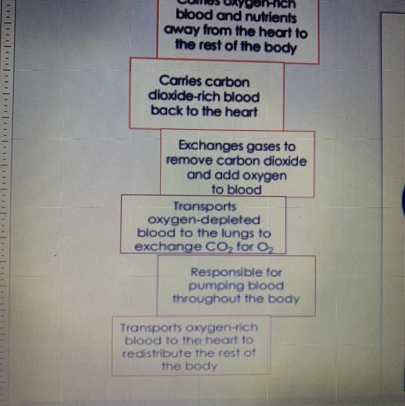 Directions: Place the labels in the correct place on the diagram to show how blood moves through the
