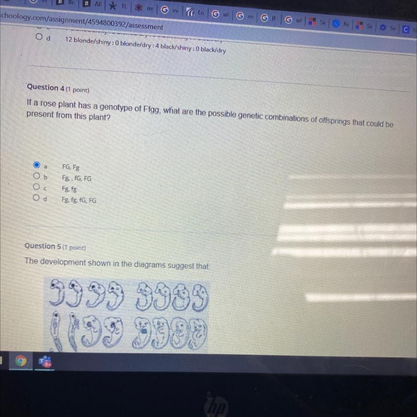 Question If a rose plant has a genotype of Ffgg, what are the possible genetic combinations of offsprings