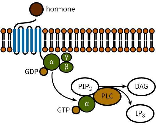 A hormone signals through a G protein-coupled receptor as shown in the diagram. After the production