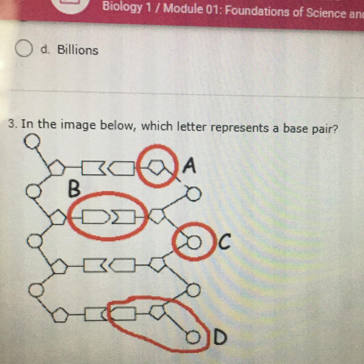 3. In the image below, which letter represents a base pair?otAB30D