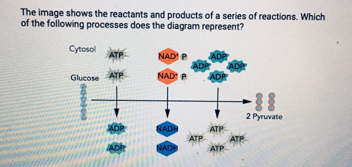 HELP! QUICK!A. Electron Transport ChainB. FermentationC. GlycolysisD. Krebs Cycle