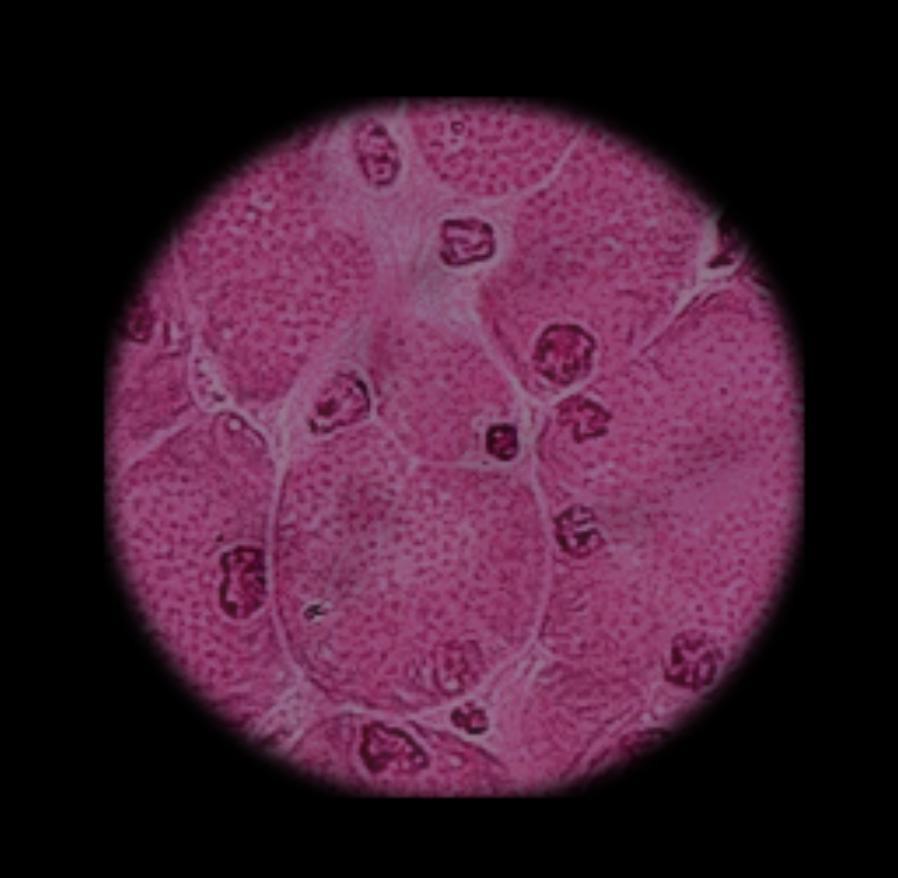 Hi can someone please help describe this object that was viewed under high magnification
