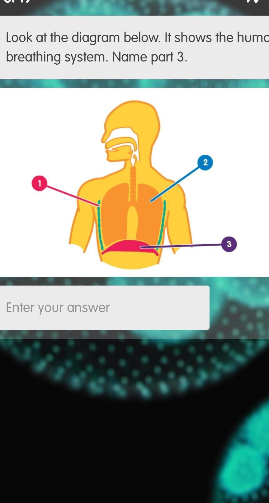 look at the diagram below it shows the human breathing system name part 3
