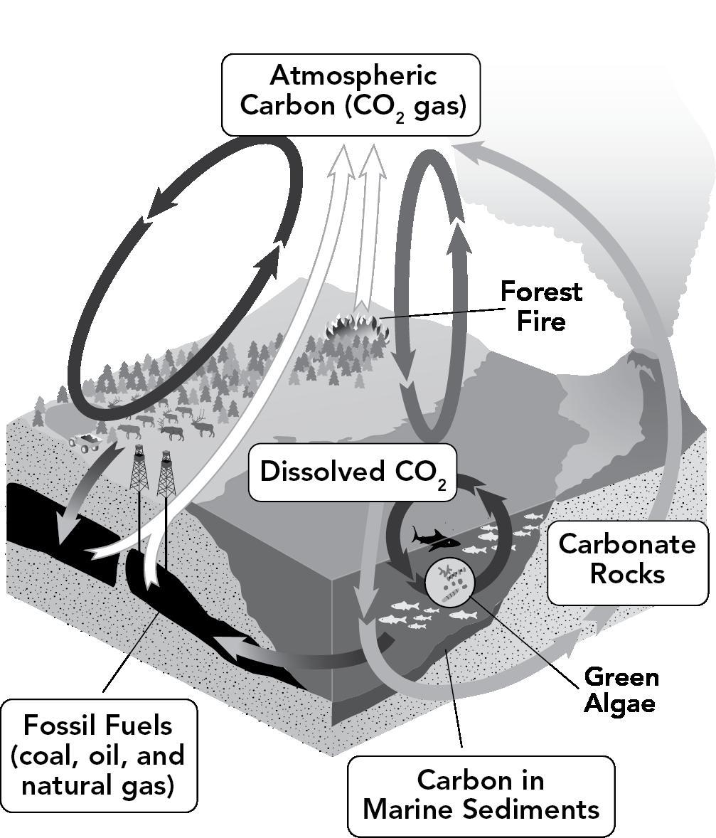 Francine is developing a model of the carbon cycle, which involves the movement of carbon among various