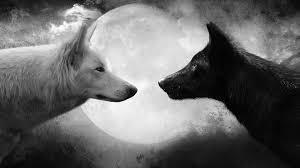 cool wolf pics part 1
