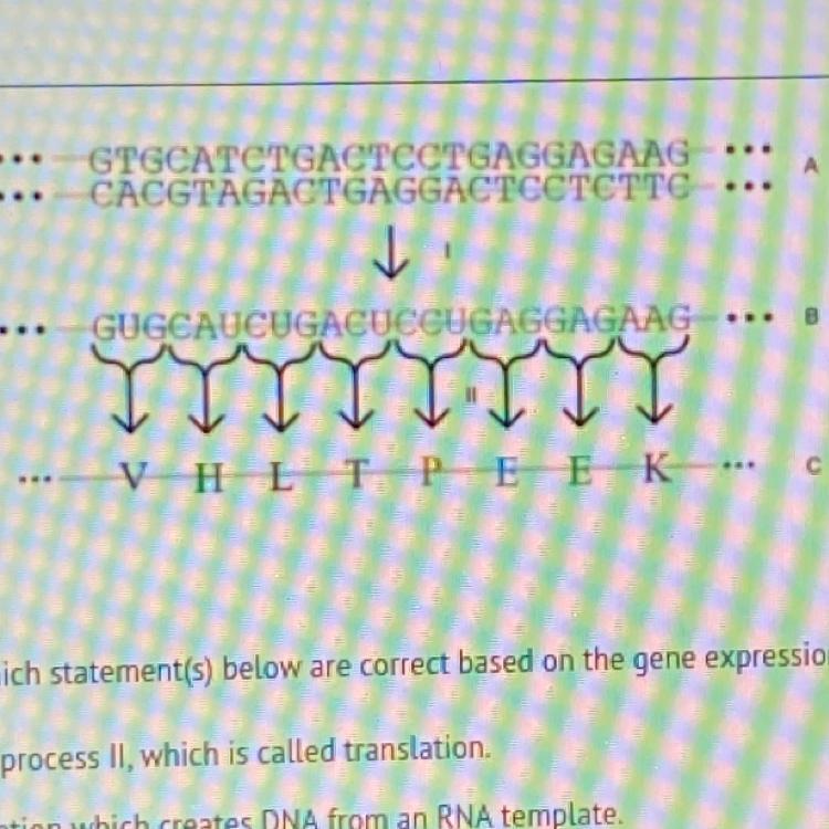1) A model for gene expression is shown here. Analyze the model and evaluate which statement(s) below