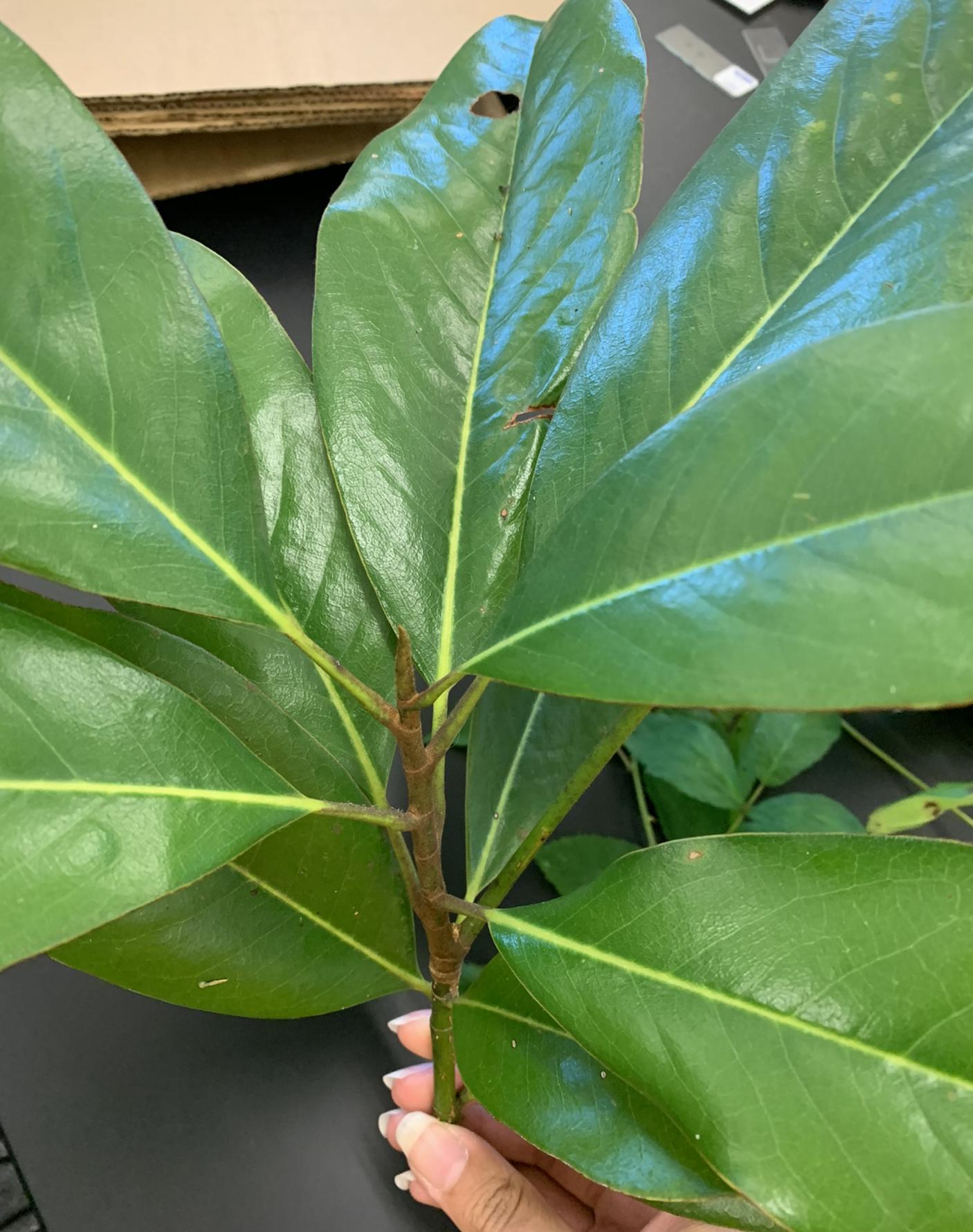 What is the family, genus, and species of this?