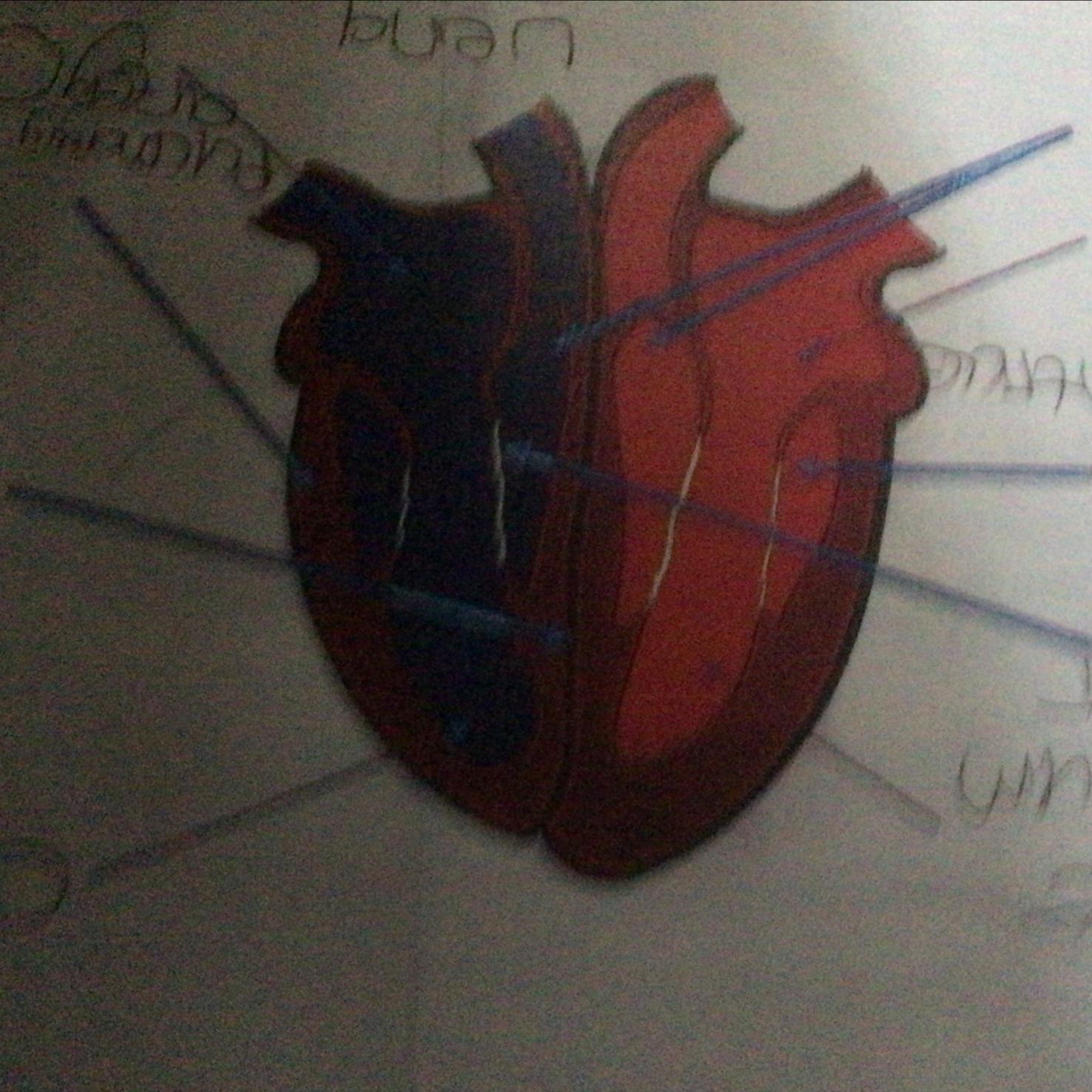 What are the labels of this heart diagram?