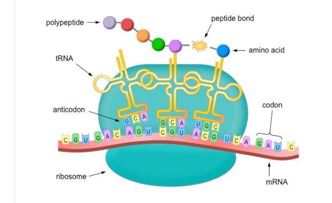 Give an overview of the process depicted in the diagram by answering the following:What process is occurring