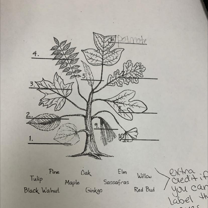 i need help on this tree identification 1-10 , too confusing.