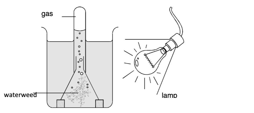 ASAP Please Help The Rate Of Photosynthesis Can Be Measured As The Volume Of Oxygen Released By A Plant