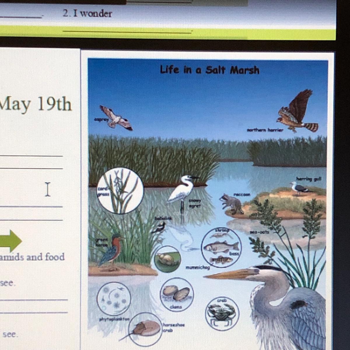 Describe 1 physical energy flow that you see