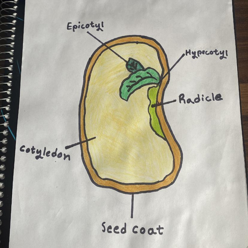 What Are The Functions Of The Parts That Are Labeled On The Seed 