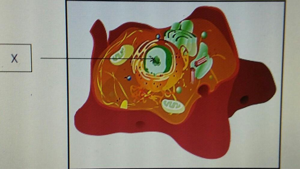 What is the structure labeled X? o the nucleus O a Golgi apparatus a lysosome a ribosome
