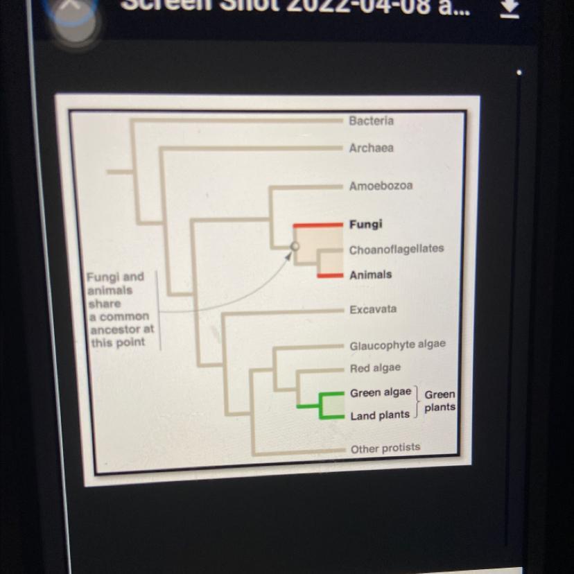 Based On This Phylogenetic Tree, Would You Predict That It Would Be More Difficult To Develop A Drug