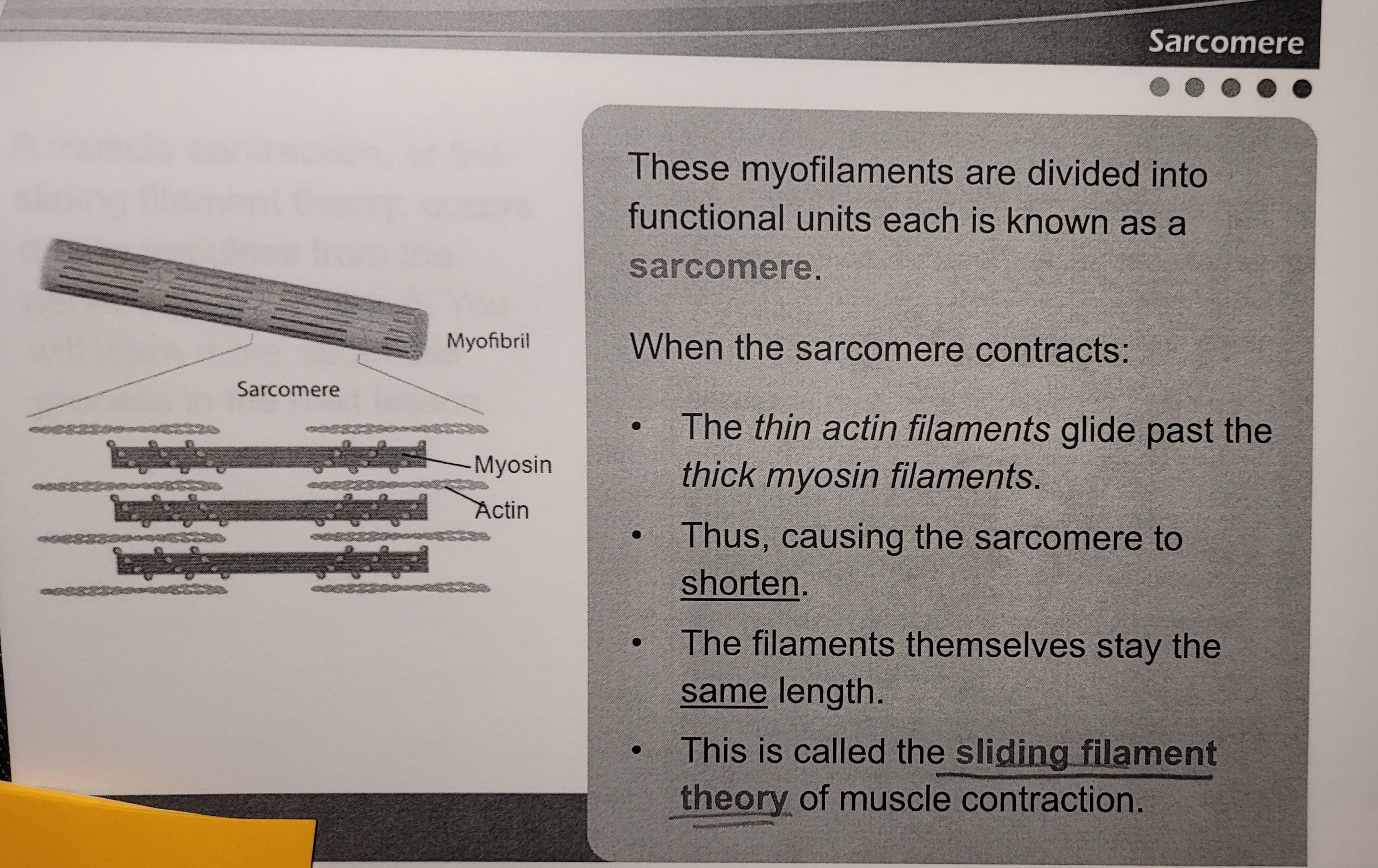 Which of the following is TRUE of the sliding filament theory?