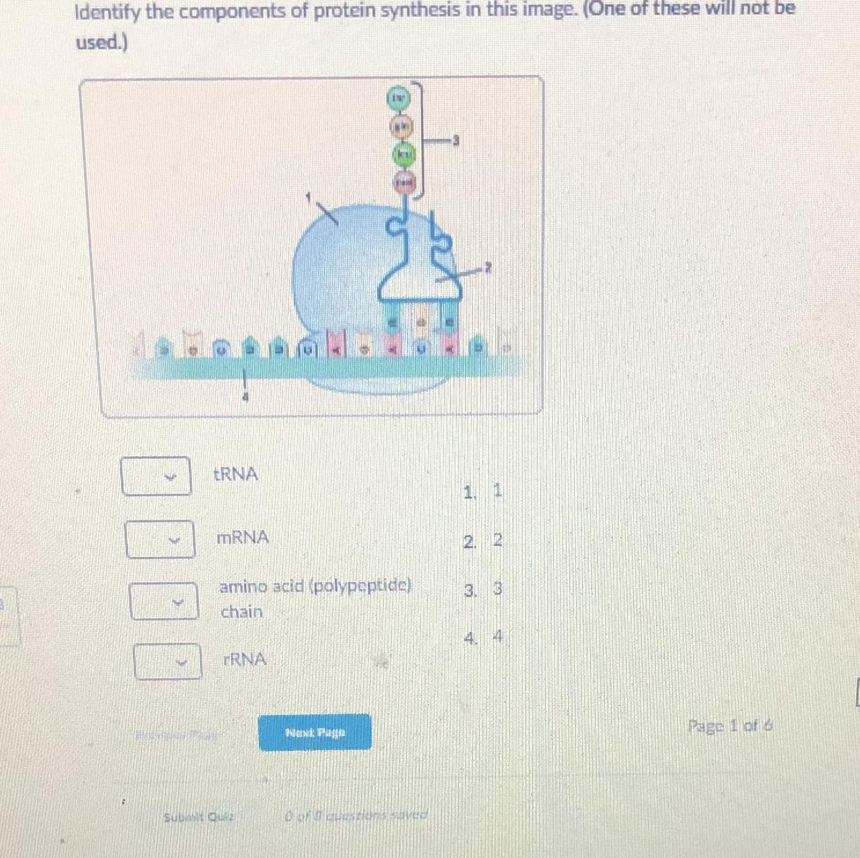 Help Help Help Please Help Help Me 50 Points For Right Answer Identify The Components Of Protein Synthesis