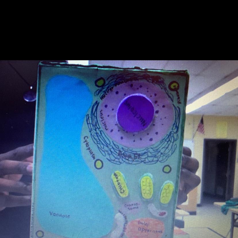 Classify this cell typeDONT POST ANY LINK IN THE ANSWER OR ELSE I WILL REPORT YOU. Will mark BRAINLIEST