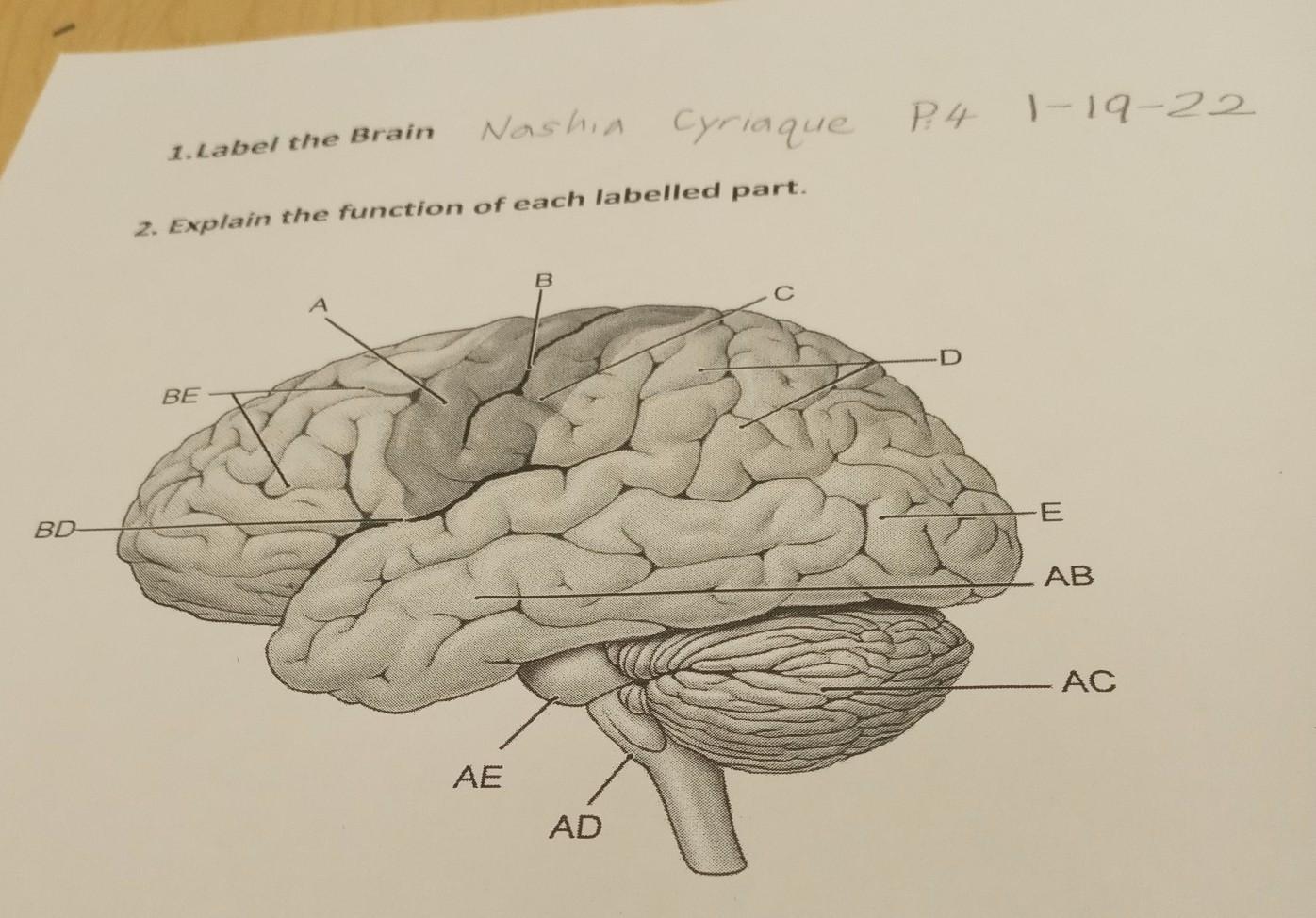 1. Label the brain2. Explain the function of each labelled part.