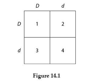 Which of the boxes correspond to plants with a heterozygous genotype?