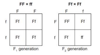 Students studied Mendel's laws of segregation and independent assortment. They created a Punnett square