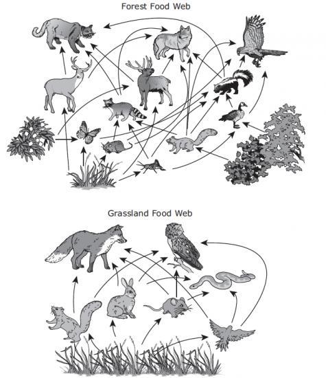 NEED ANSWERED ASAP The food webs below model relationships among the organisms in two ecosystems. Which
