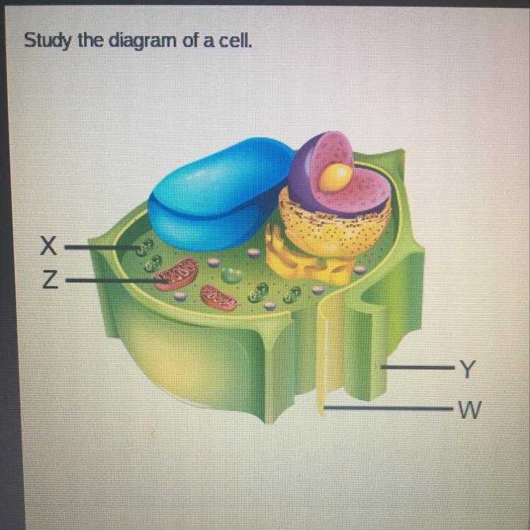 Study The Diagram Of A Cell.Which Structure Is Found Only In Plant Cells And Functions Inthe Process