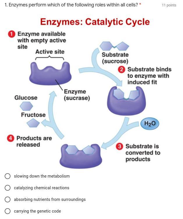 Please Help Its About Enzymes