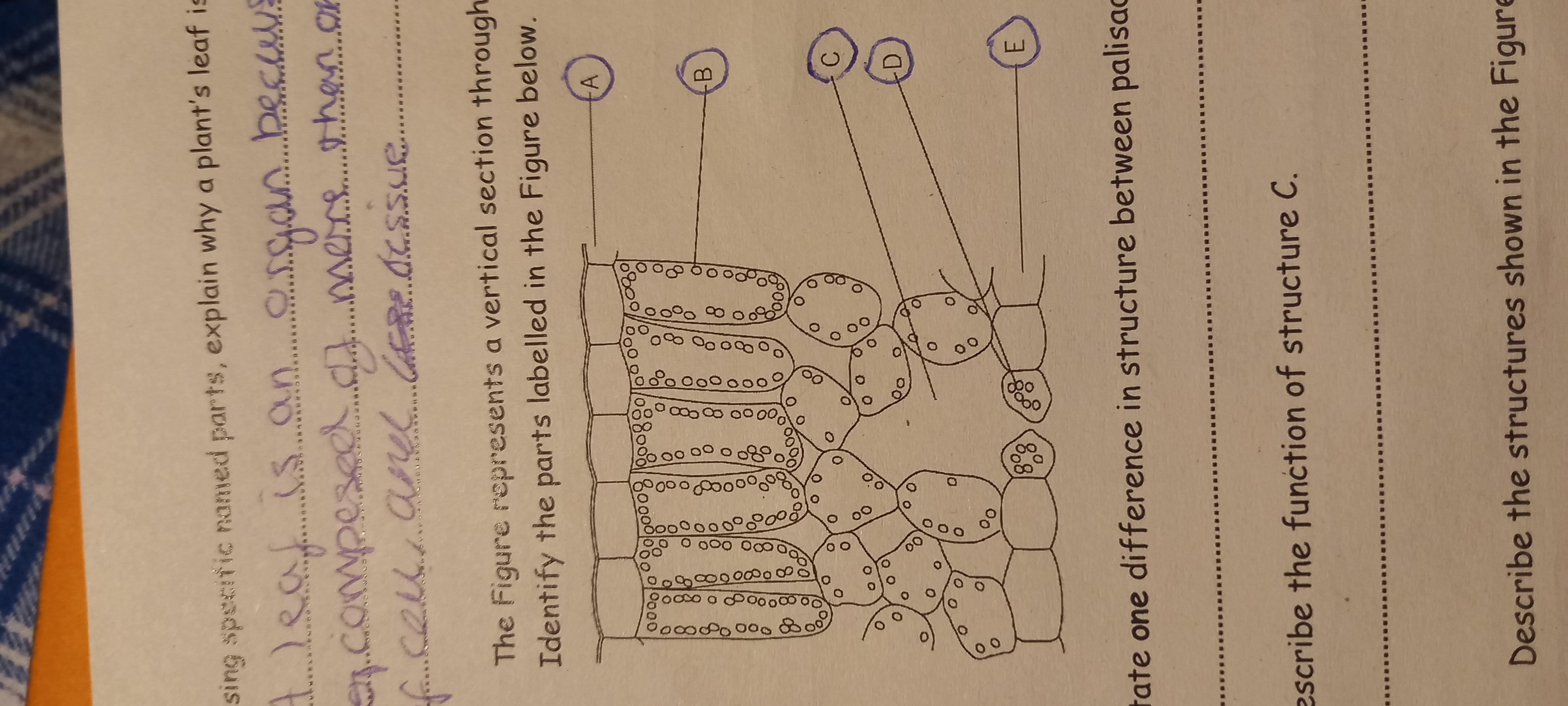 Identify The Parts Labelled In The Figure Below.