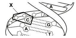 In the figure, X is pointing to a building block of DNA. Which of these correctly labels X?A. Amino acidB.
