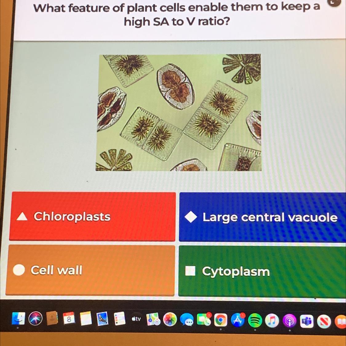 What feature of plant cells enable them to keep ahigh SA to V ratio?