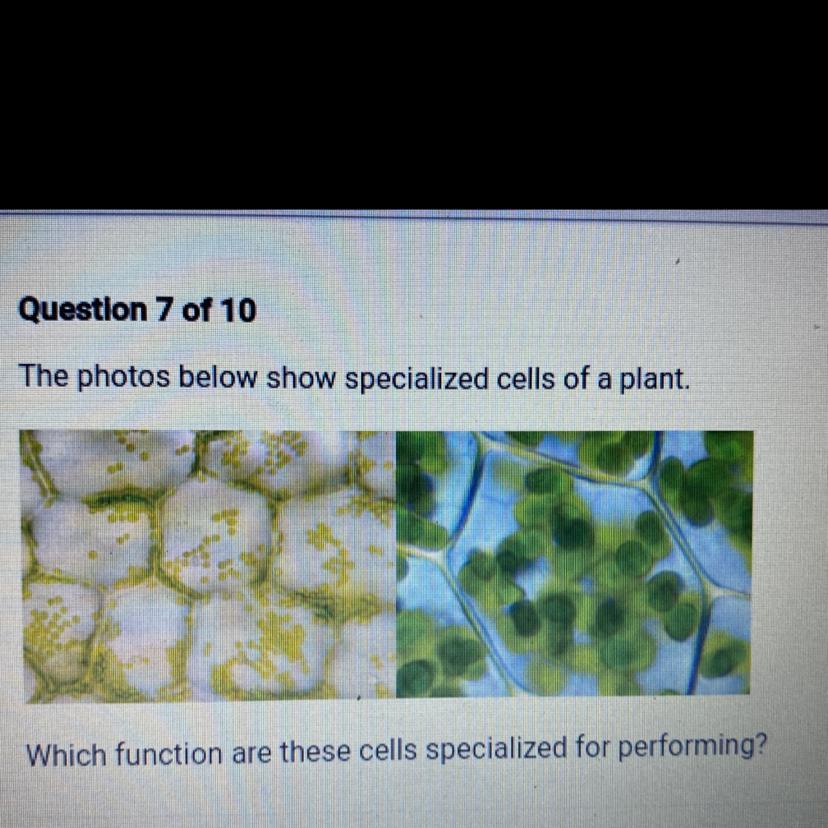 The Photos Below Show Specialized Cells Of A Plant.Which Function Are These Cells Specialized For Performing?