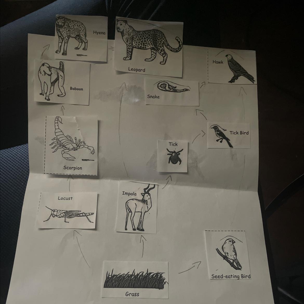 In which biome is this food web most likely to be found (food web below)